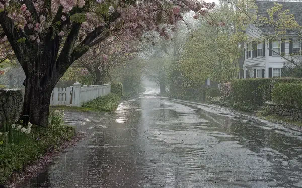 4K Ultra HD PC desktop wallpaper and background: quiet street under spring rain, wet pavement reflecting blooming trees and white houses in soft mist.