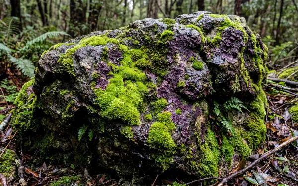 Close-up mossy stone in a damp forest, vivid green moss clinging to textured rock — 5K Ultra HD PC Desktop Wallpaper and Background.