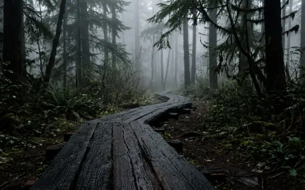 Misty forest trail: weathered wooden boardwalk winding into fog among tall evergreens and ferns — 5K Ultra HD PC desktop wallpaper/background.