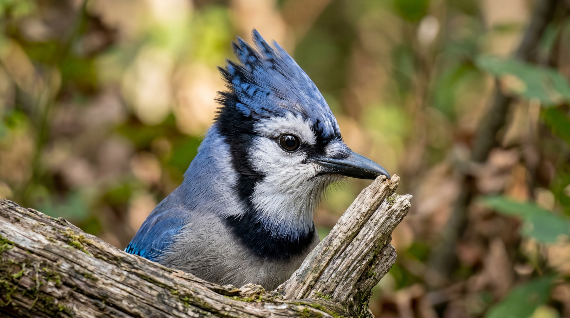 Blue jay close-up perched on a weathered branch, vivid blue feathers and crest — 5K Ultra HD PC desktop wallpaper/background.