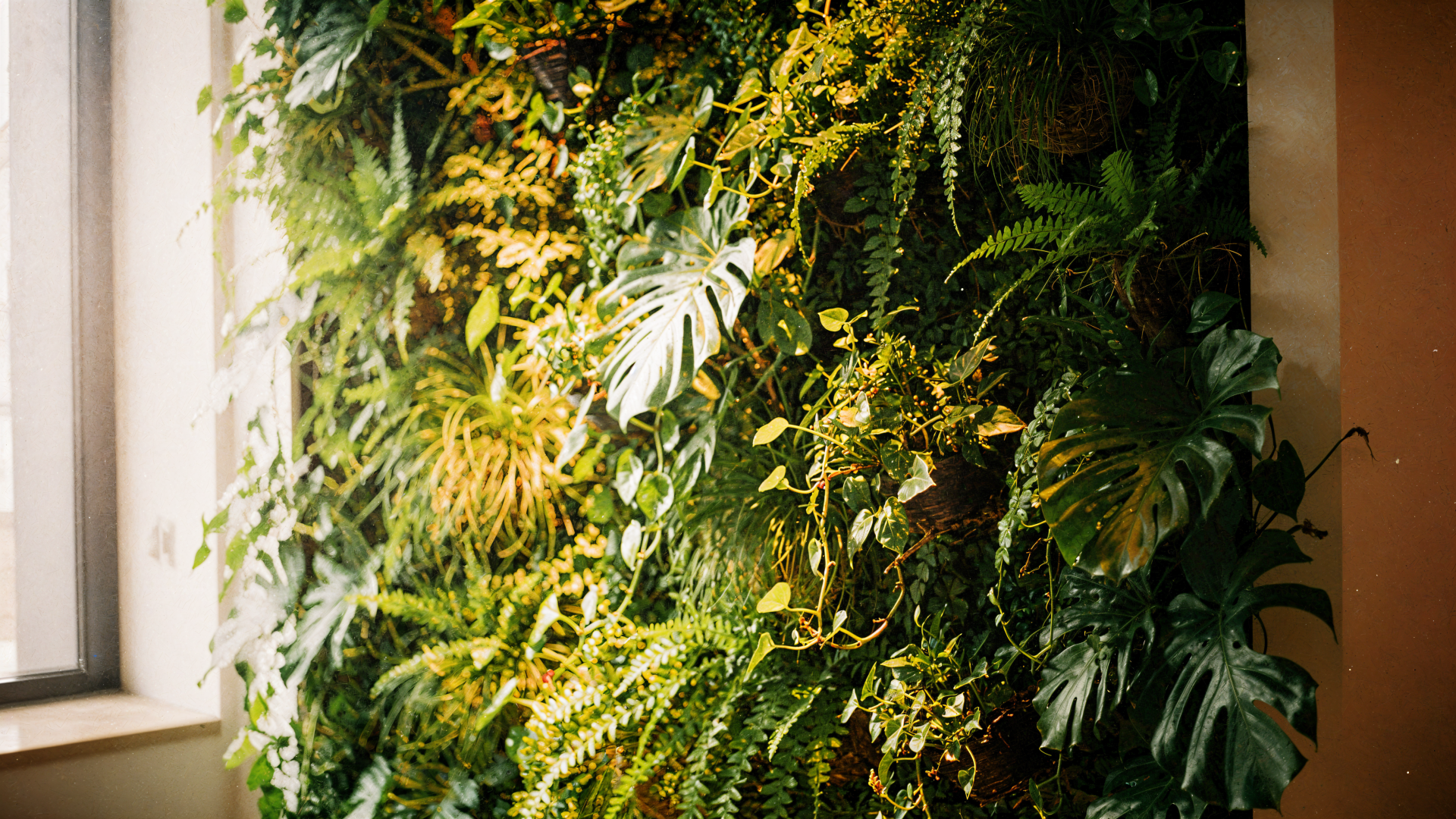 Lush living wall of ferns, philodendrons and trailing vines, vibrant green textures and dappled light — 4K Ultra HD PC desktop wallpaper and background.