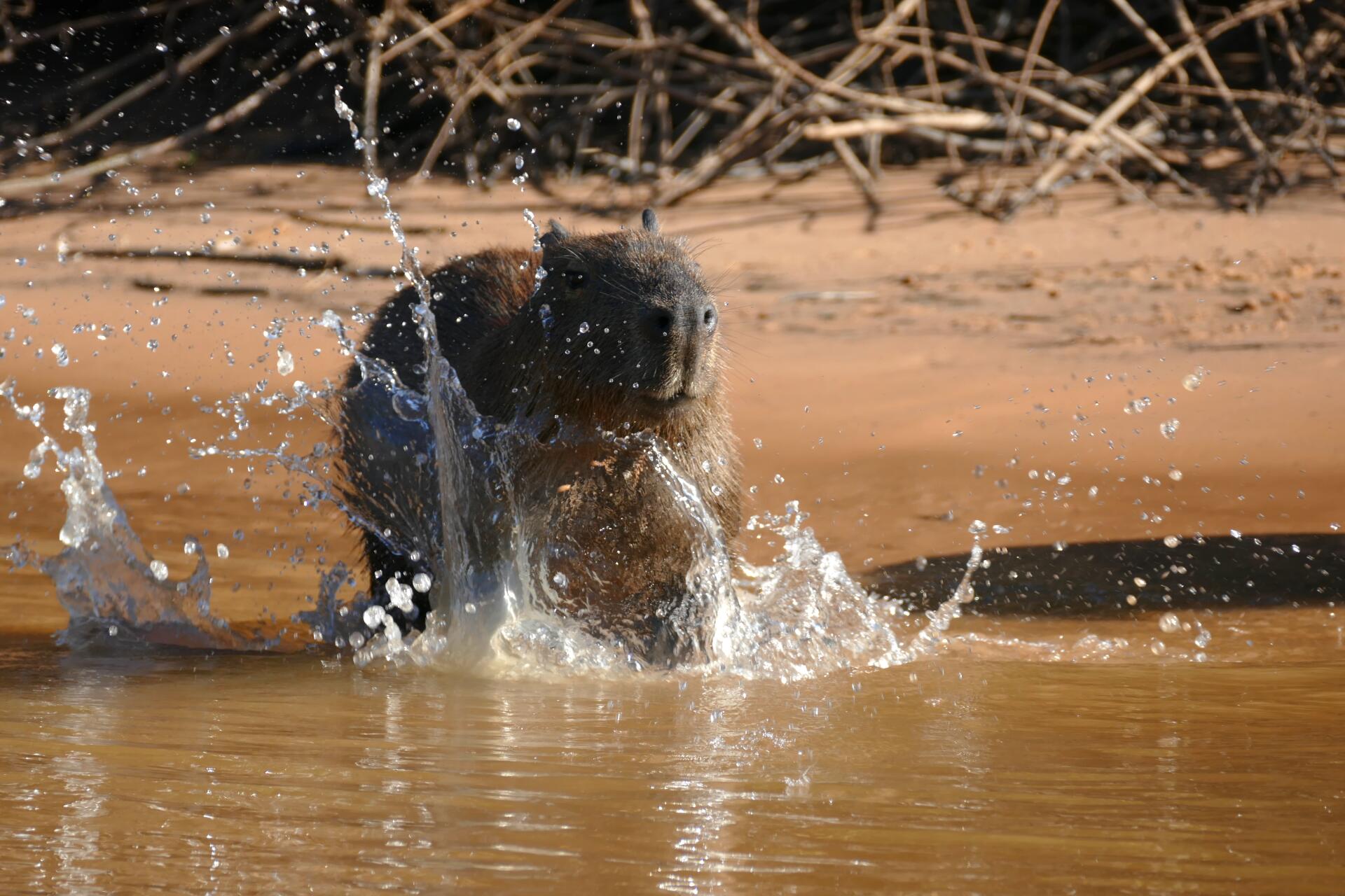 Capybara animal splashing in muddy water with a hippo-like presence — 5K Ultra HD PC desktop wallpaper/background.