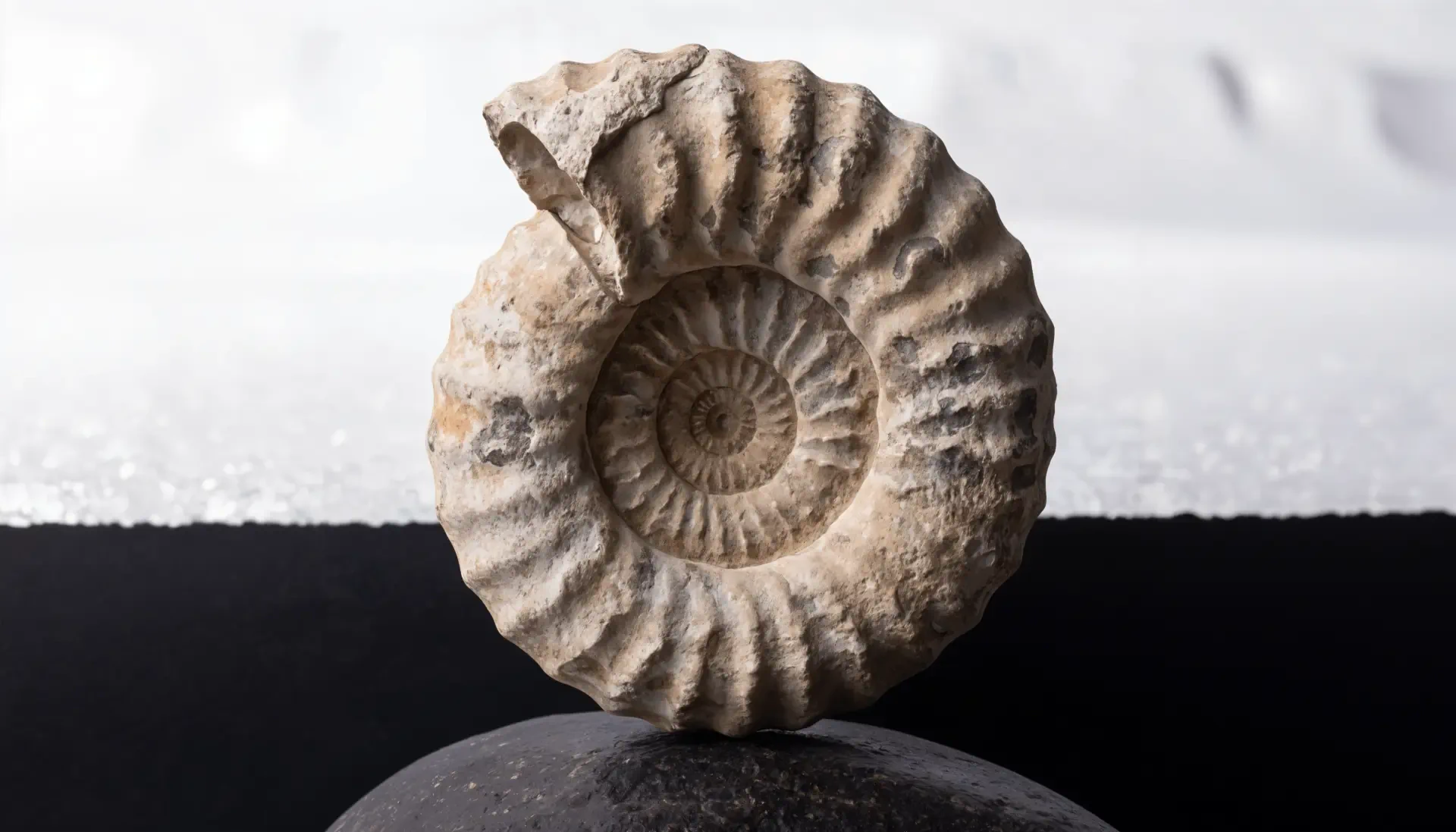 4K Ultra HD PC desktop wallpaper: close-up of a fossil ammonite shell on a stone, detailed spiral texture against a soft black-and-white background.