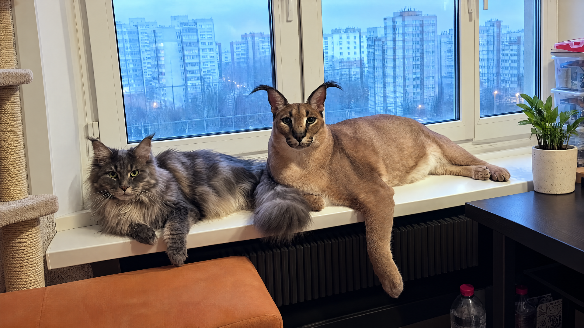 Big Floppa meme cat and a fluffy companion lounging on a windowsill, city skyline beyond — 4K Ultra HD PC desktop wallpaper and background.