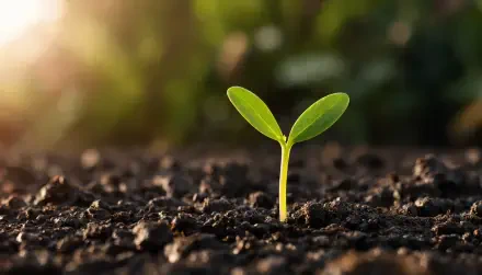 Close-up of a green seedling emerging from rich soil with warm sunlight and blurred greenery behind — 5K Ultra HD PC desktop wallpaper and background.