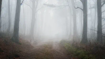 Misty forest trail: fog-shrouded trees and a narrow dirt path fading into haze — 4K Ultra HD PC desktop wallpaper and background.