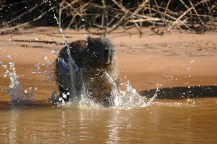 Capybara animal splashing in muddy water with a hippo-like presence — 5K Ultra HD PC desktop wallpaper/background.