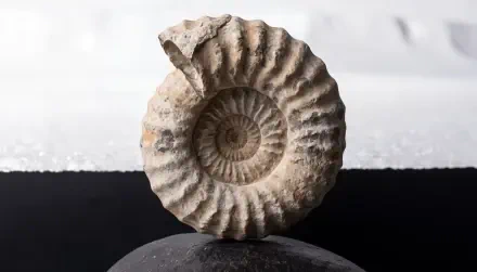 4K Ultra HD PC desktop wallpaper: close-up of a fossil ammonite shell on a stone, detailed spiral texture against a soft black-and-white background.