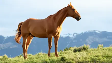 Weekend Equestrian — chestnut horse stands on a grassy hill with snow-capped mountains beyond; 4K Ultra HD PC desktop wallpaper/background.