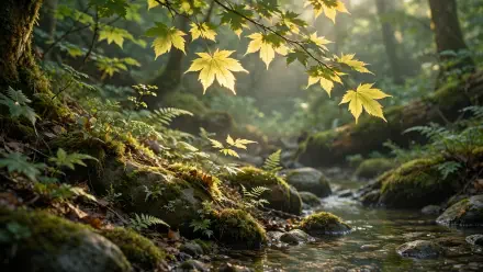HD PC desktop wallpaper and background: peaceful forest stream with sunlit maple leaves over mossy rocks and ferns.