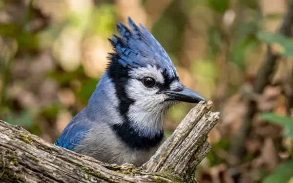 Blue jay close-up perched on a weathered branch, vivid blue feathers and crest — 5K Ultra HD PC desktop wallpaper/background.