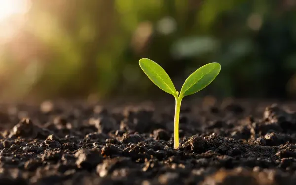 Close-up of a green seedling emerging from rich soil with warm sunlight and blurred greenery behind — 5K Ultra HD PC desktop wallpaper and background.