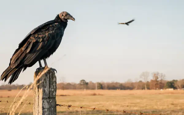 Vulture bird perched on a fence post in an open field, a second vulture gliding overhead under a pale sky — 4K Ultra HD PC desktop wallpaper and background.