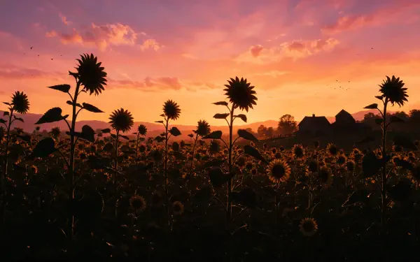 4K Ultra HD PC desktop wallpaper: expansive sunflower field at sunset with silhouetted blooms against a warm orange-pink sky, distant farmhouse on the horizon.