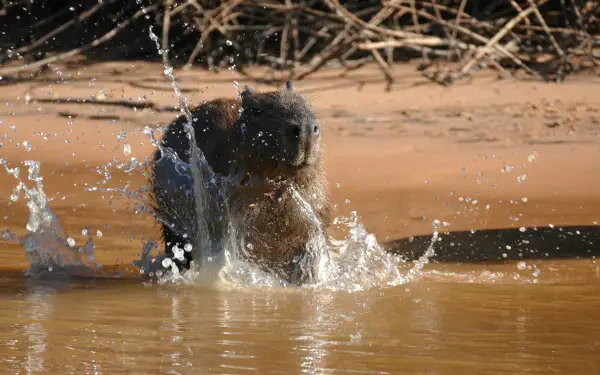 Capybara animal splashing in muddy water with a hippo-like presence — 5K Ultra HD PC desktop wallpaper/background.
