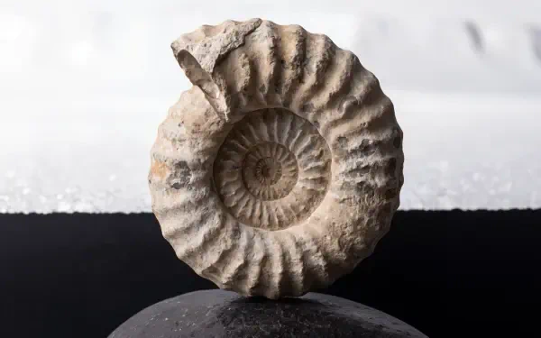 4K Ultra HD PC desktop wallpaper: close-up of a fossil ammonite shell on a stone, detailed spiral texture against a soft black-and-white background.