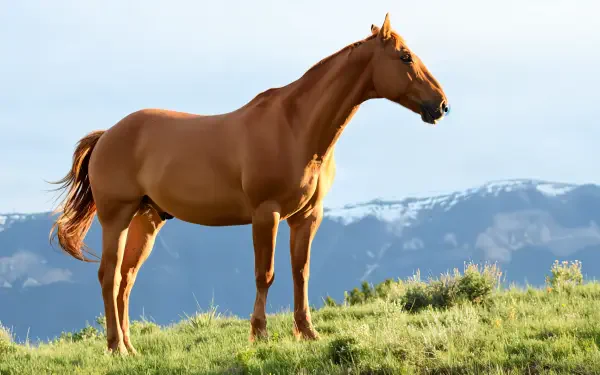 Weekend Equestrian — chestnut horse stands on a grassy hill with snow-capped mountains beyond; 4K Ultra HD PC desktop wallpaper/background.