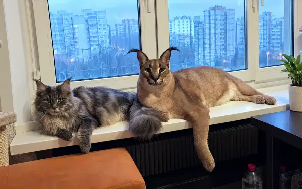 Big Floppa meme cat and a fluffy companion lounging on a windowsill, city skyline beyond — 4K Ultra HD PC desktop wallpaper and background.