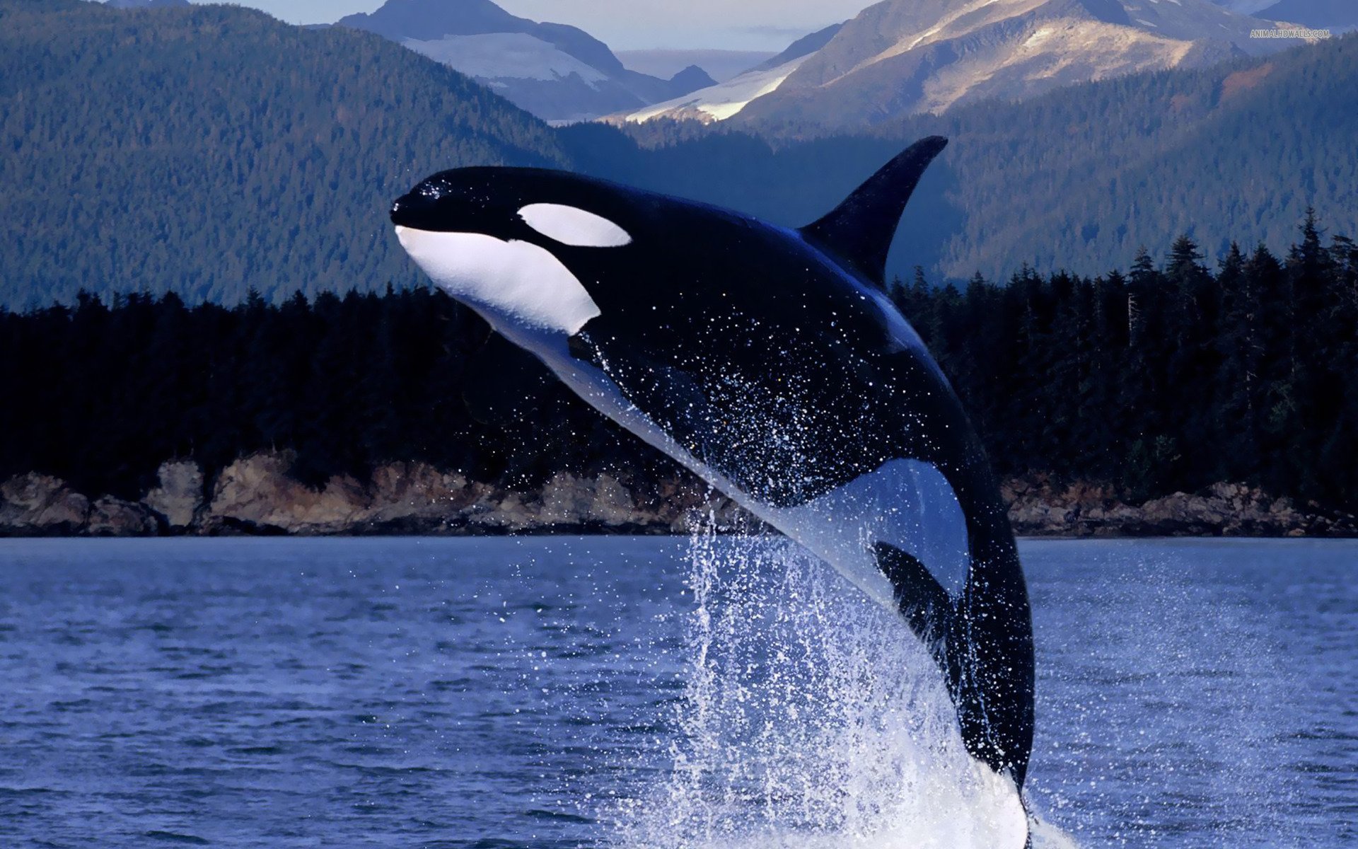 Download Breaching Killer Whale Animal Whale  HD Wallpaper