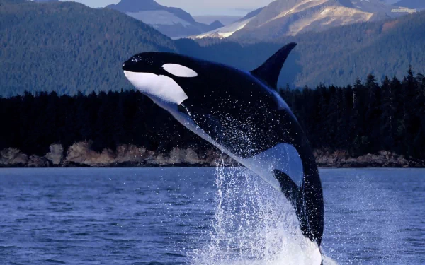 A breathtaking HD image of a killer whale breaching the surface of the water, set against a backdrop of mountains and lush forests, capturing the essence of wildlife.