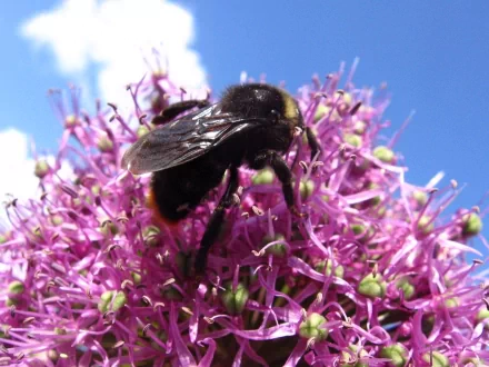 Animal bumblebee HD Desktop Wallpaper | Background Image