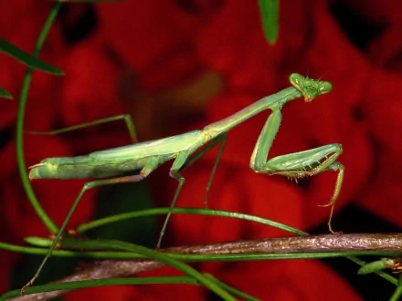 HD PC desktop wallpaper showing an animal, a green praying mantis perched on a twig against a blurred red background.