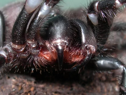 fangs Animal spider HD Desktop Wallpaper | Background Image