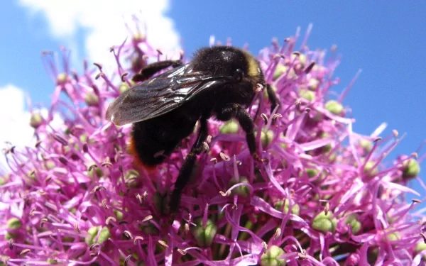 HD desktop wallpaper showing a close-up of a bumblebee perched on vibrant purple flowers against a clear blue sky.