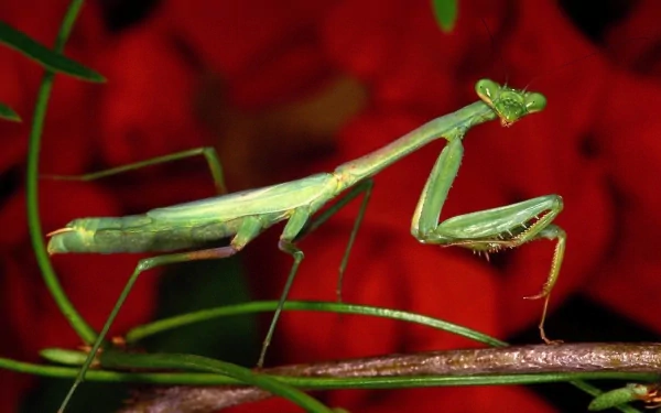 Animal praying mantis HD Desktop Wallpaper | Background Image