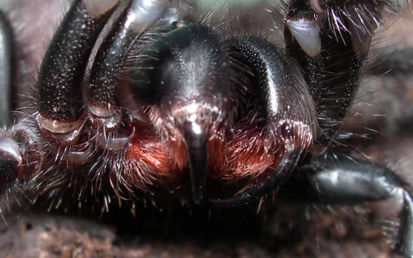 fangs Animal spider HD Desktop Wallpaper | Background Image