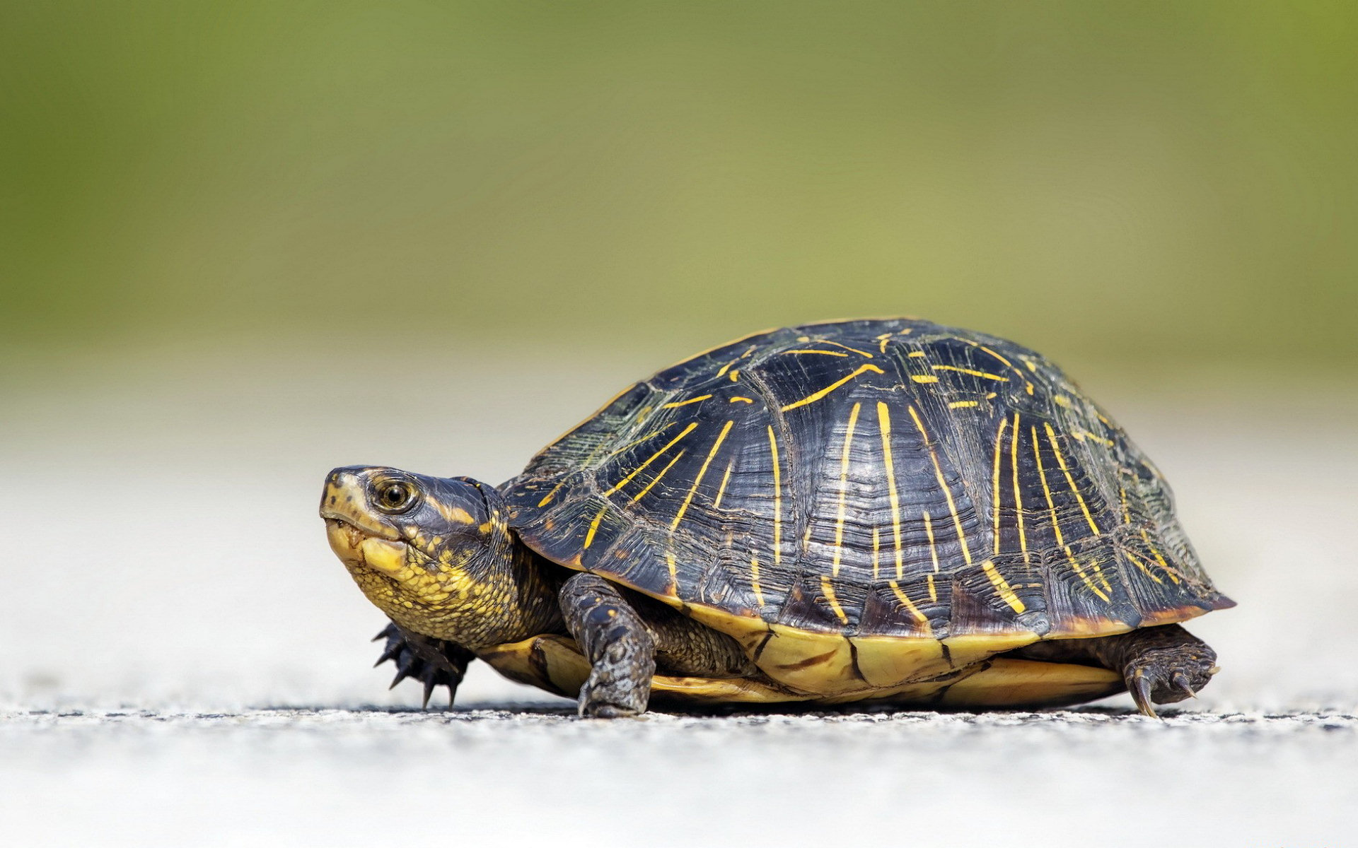 Animal Turtle HD Wallpaper | Background Image