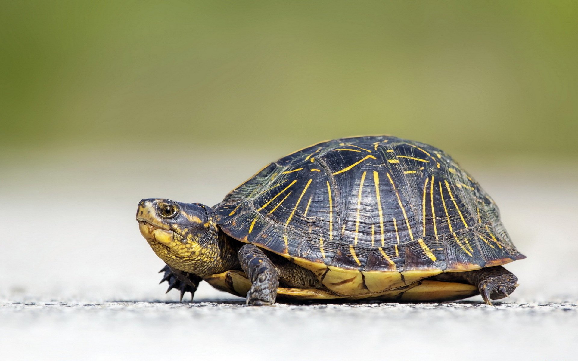 Download Animal Turtle HD Wallpaper