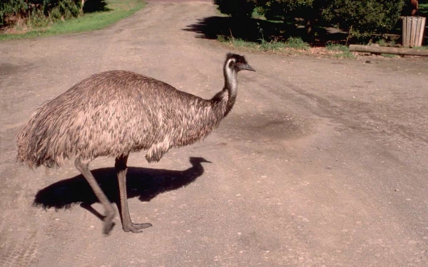HD PC desktop wallpaper of an Australian emu walking across a sunlit dirt road, showing its shaggy brown feathers and long legs.