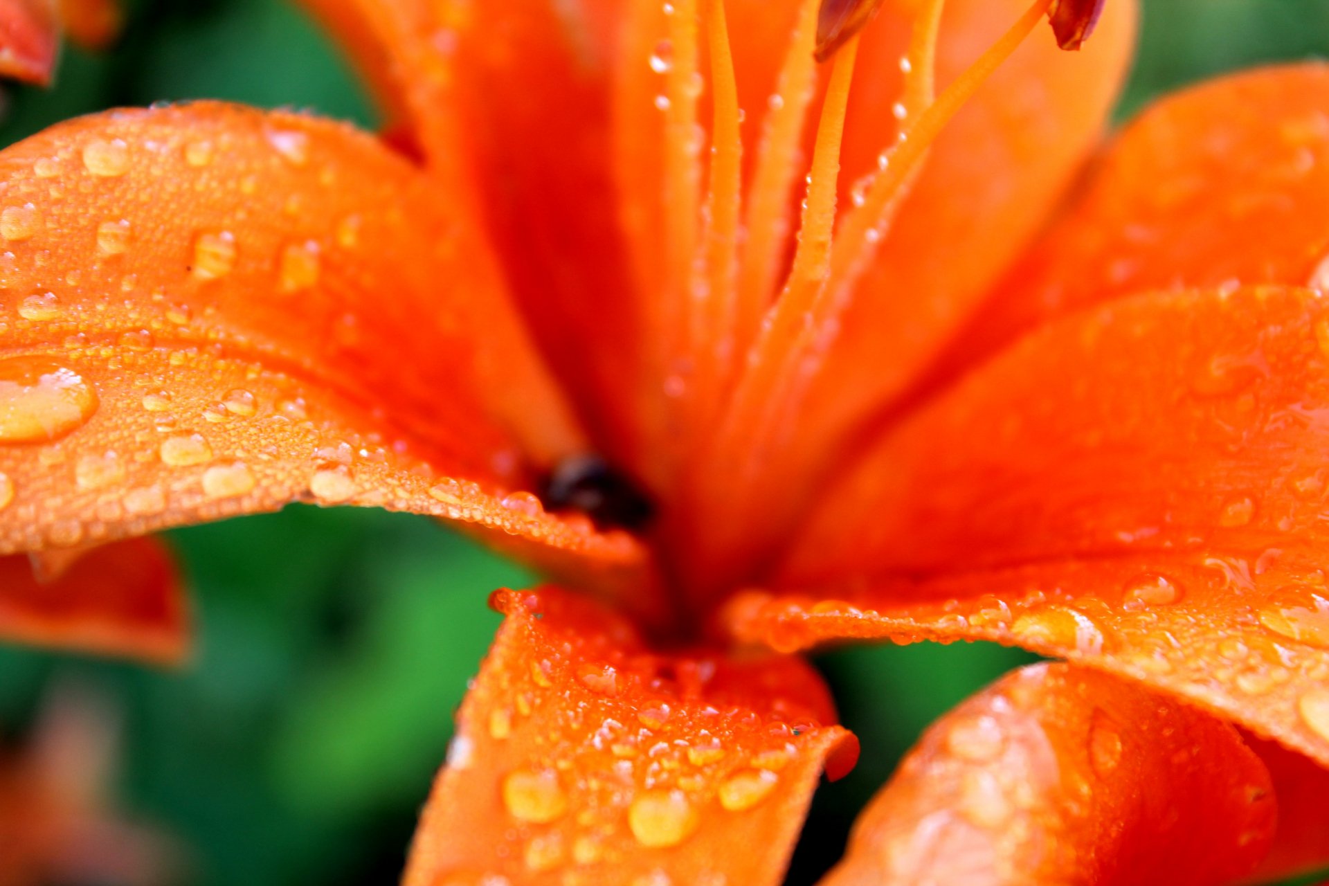 Close-up of an orange lily covered in spring rain droplets and dew, captured in vibrant 4K Ultra HD for a refreshing nature desktop wallpaper.