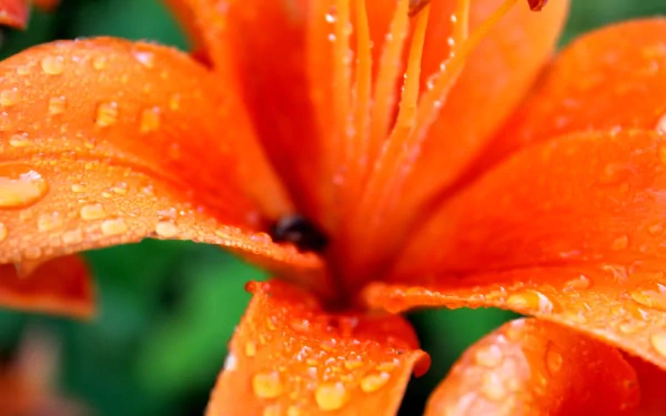 Close-up of an orange lily covered in spring rain droplets and dew, captured in vibrant 4K Ultra HD for a refreshing nature desktop wallpaper.