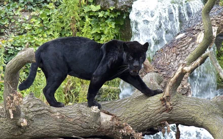 HD desktop wallpaper featuring a majestic black panther standing on a tree branch with a waterfall and lush greenery in the background.