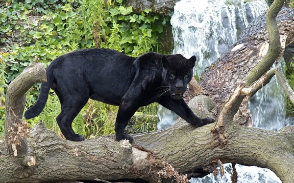 HD desktop wallpaper featuring a majestic black panther standing on a tree branch with a waterfall and lush greenery in the background.