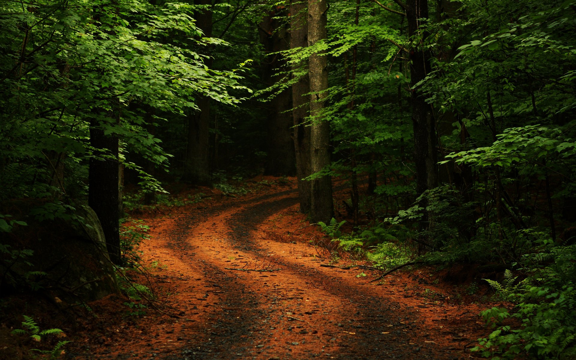 Download Dirt Tree Forest Nature Fall Road Path HD Wallpaper