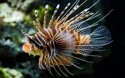 HD desktop wallpaper showcasing an underwater marine lionfish with striking striped fins and spines against a blurred aquatic background.