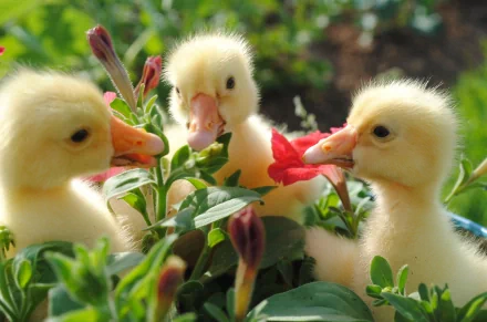 Three adorable ducklings surrounded by vibrant flowers, captured in a high-definition image that makes a charming desktop wallpaper and background.