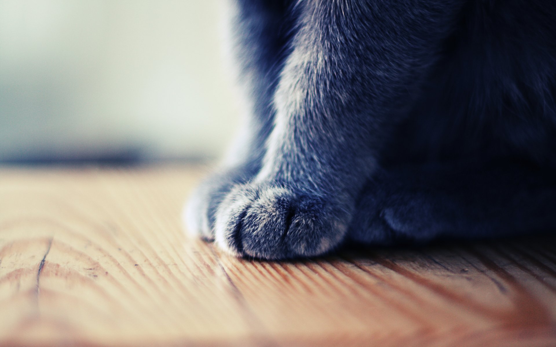 Close-up of a cat's paws resting on a wooden surface, showcasing soft gray fur. This HD desktop wallpaper captures the charm of a feline companion.