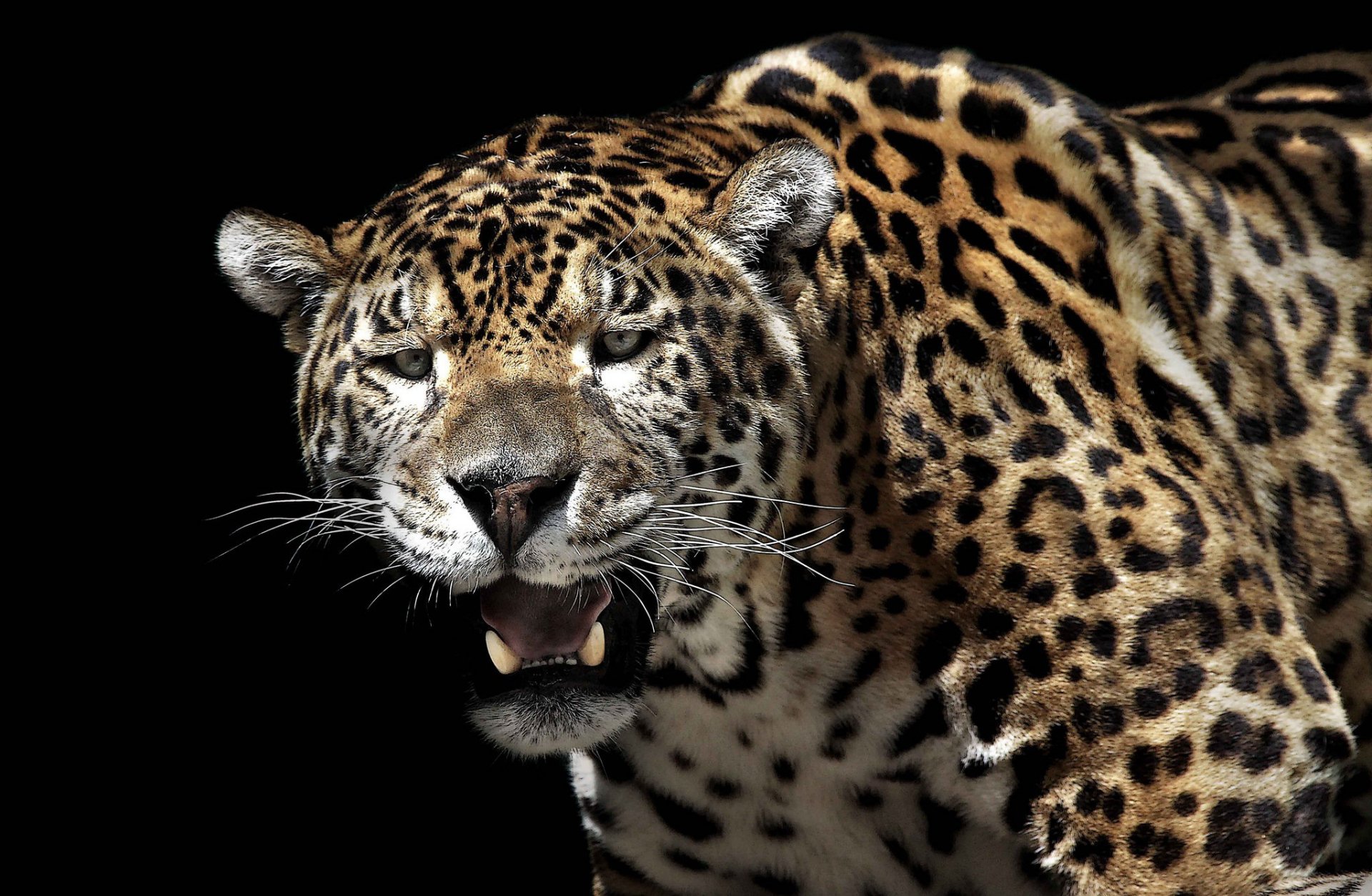 Download Animal Jaguar HD Wallpaper