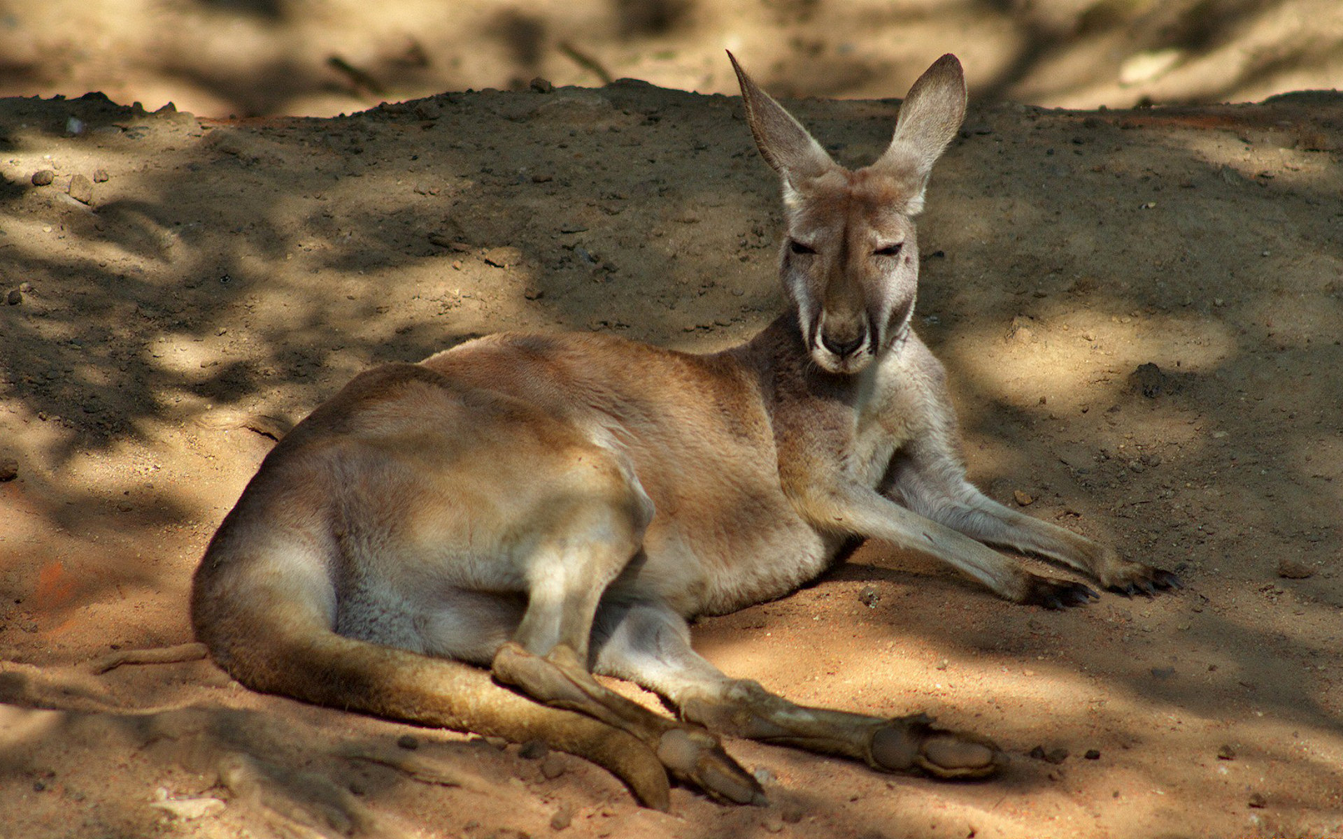 Kangaroo HD Wallpaper | Background Image | 1920x1200