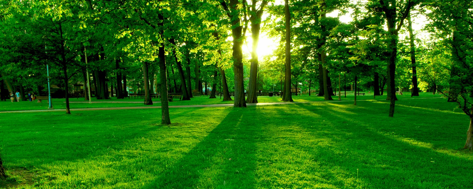 HD photography of a sunlit park with vibrant green grass and tall trees casting long shadows, captured as a serene desktop wallpaper and background.