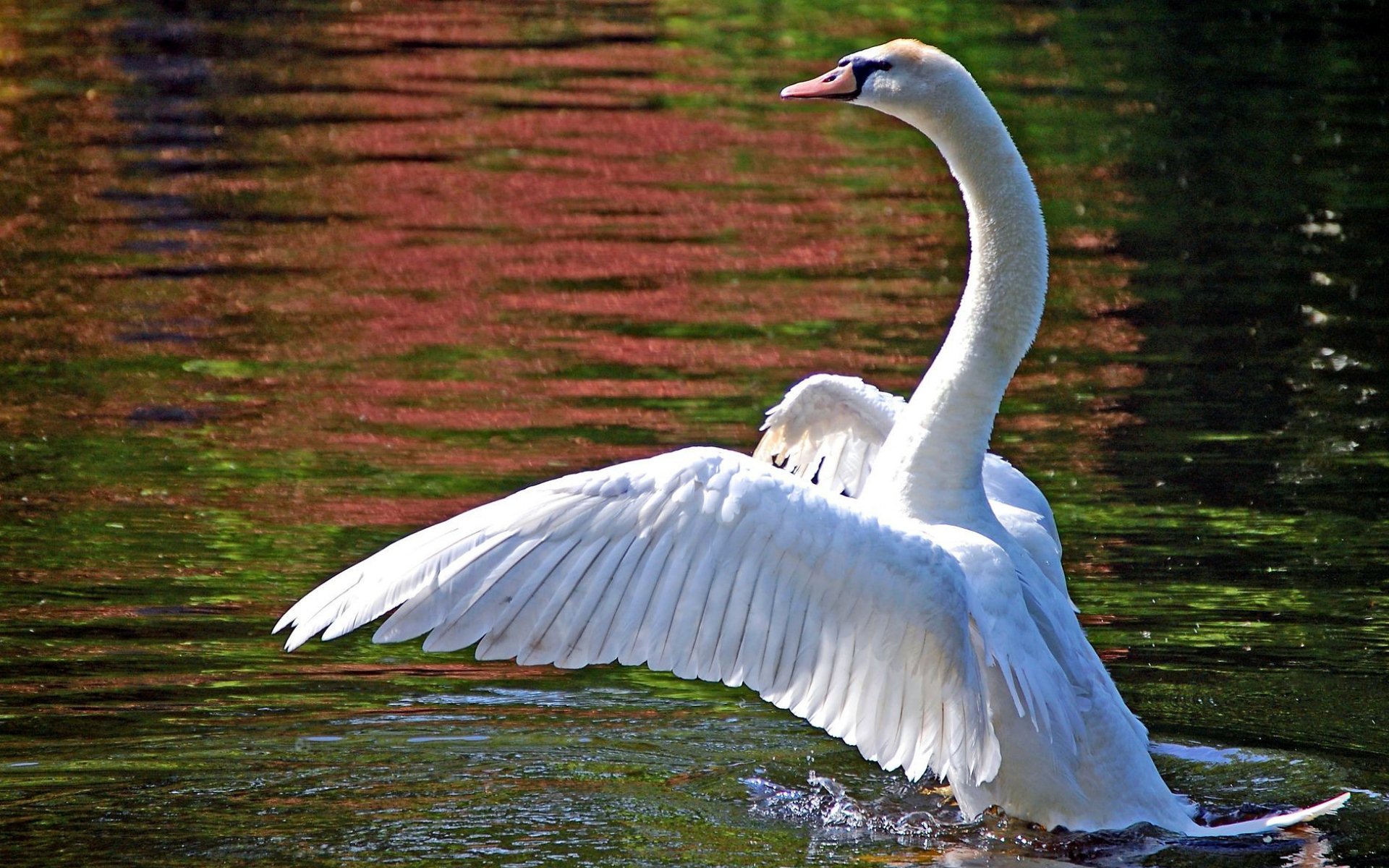 Download Animal Mute Swan HD Wallpaper