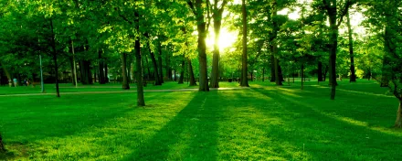 HD photography of a sunlit park with vibrant green grass and tall trees casting long shadows, captured as a serene desktop wallpaper and background.