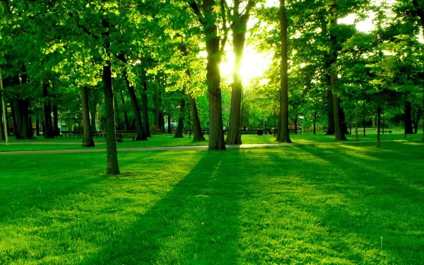HD photography of a sunlit park with vibrant green grass and tall trees casting long shadows, captured as a serene desktop wallpaper and background.