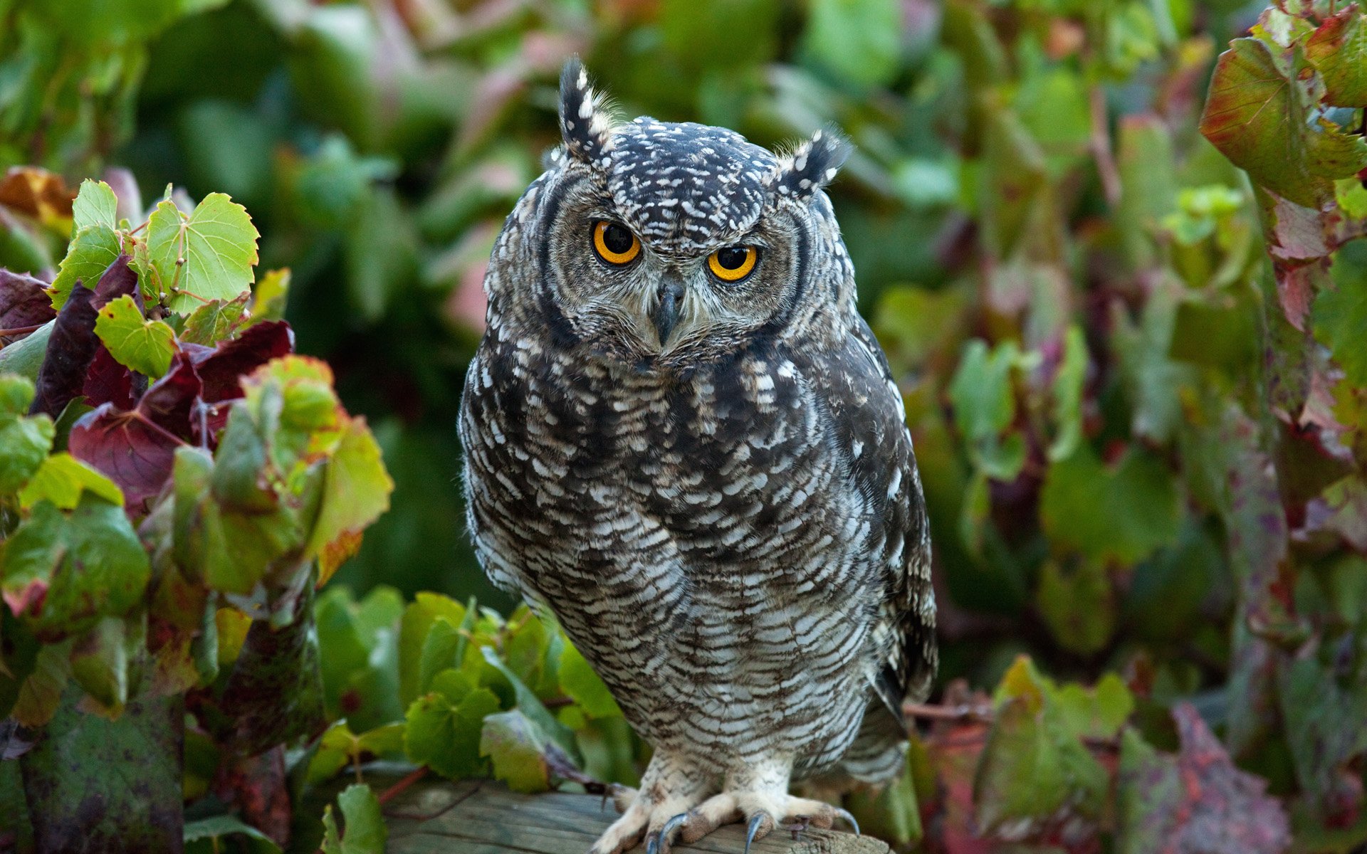 Close-up HD desktop wallpaper of a great horned owl perched on a branch, surrounded by lush green foliage.