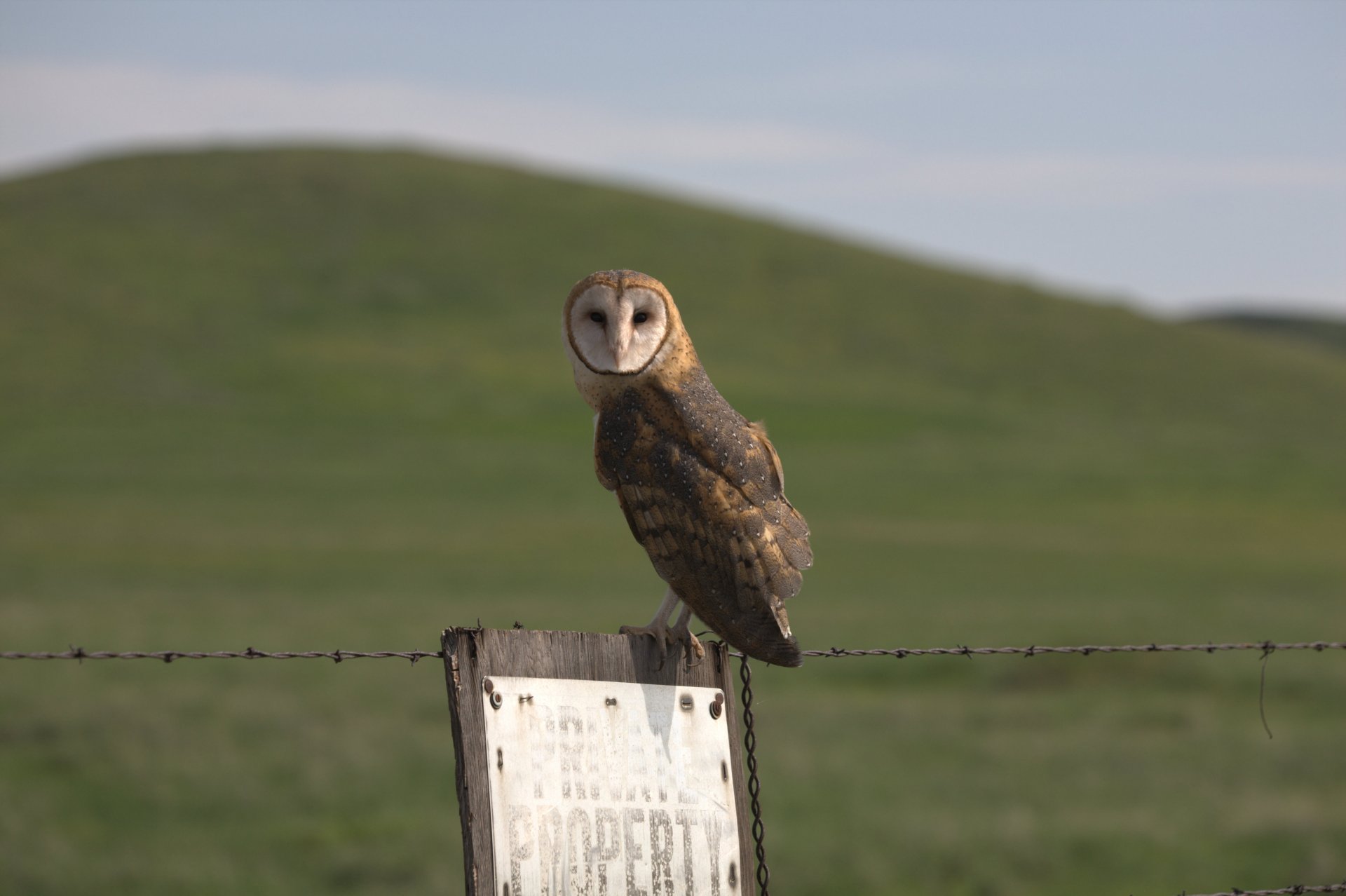 A barn owl perched on a weathered signpost with rolling green hills in the background, captured in stunning 4K Ultra HD detail.