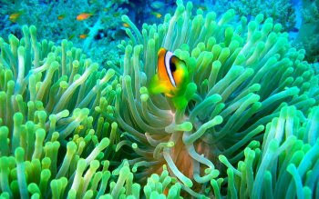 62 Clownfish Hd Wallpapers Background Images Wallpaper Abyss